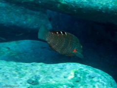 Pseudolabrus luculentus