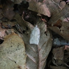Acleris placidana