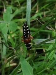 Staphylinus caesareus