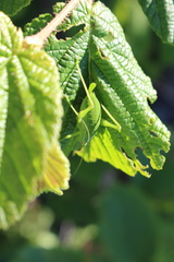 Barbitistes fischeri