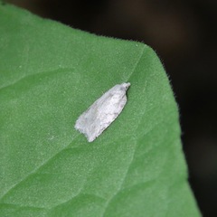 Acleris placidana