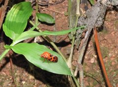 Cosmoscarta dorsimacula