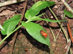 Cosmoscarta dorsimacula