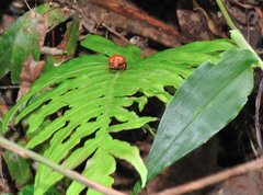 Cosmoscarta dorsimacula