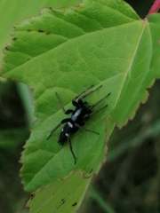 Aphantaulax trifasciata