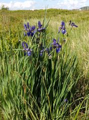 Iris sanguinea