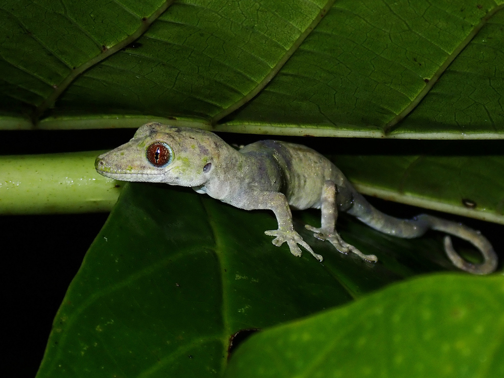 Philippine False Gecko