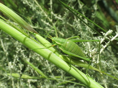 Odontura aspericauda