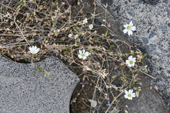 Cerastium regelii