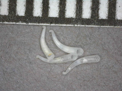 Strebloceras subannulatum