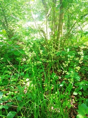 Dactylis glomerata lobata