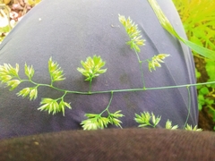 Dactylis glomerata lobata