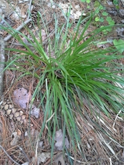 Carex backii