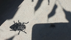 Capnodis