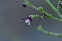Scrophularia canina