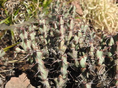 Euphorbia schinzii