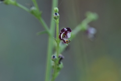 Scrophularia canina