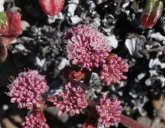 Eriogonum grande rubescens