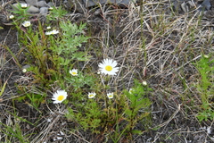 Tripleurospermum hookeri