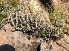 Euphorbia schinzii