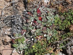 Eriogonum grande rubescens