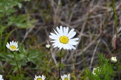 Tripleurospermum hookeri
