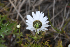 Tripleurospermum hookeri