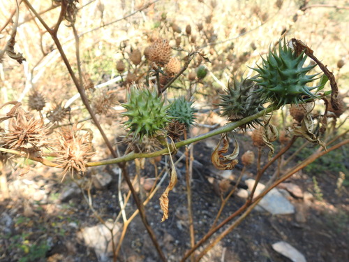 Image of Datura ferox by (c) Matthew Fainman, some rights reserved (CC BY)