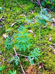 Silphiodaucus prutenicus