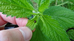 Brachiacantha ursina