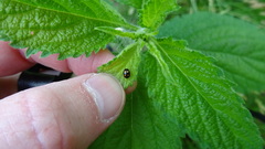 Brachiacantha ursina