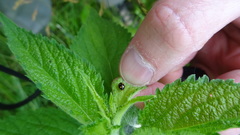 Brachiacantha ursina