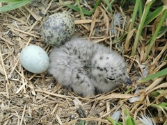 Larus delawarensis