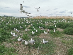 Larus delawarensis