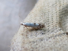 Argyresthia thuiella