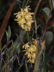 Epidendrum tenuicaule