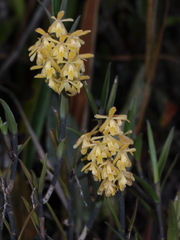 Epidendrum tenuicaule