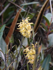 Epidendrum tenuicaule