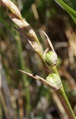 Gladiolus tenuis
