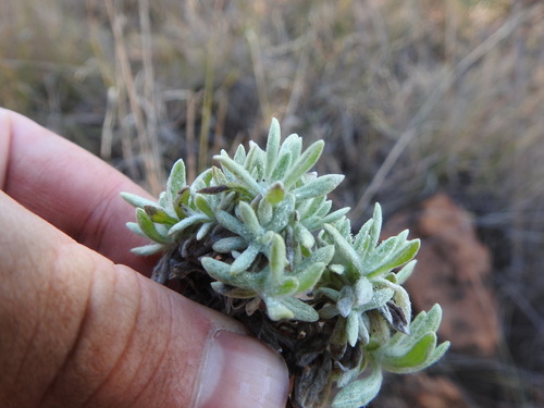 Image of Helichrysum cerastoides by (c) Matthew Fainman, some rights reserved (CC BY)