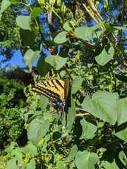 Papilio multicaudata