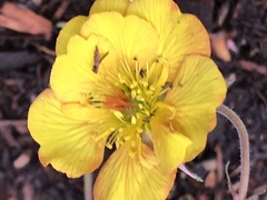 Potentilla flabellifolia