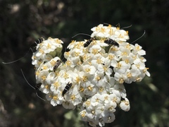 Adela septentrionella