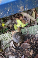 Nesiohelix