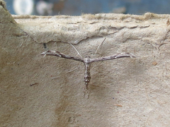 Hellinsia inquinatus