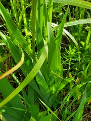 Gladiolus × hortulanus