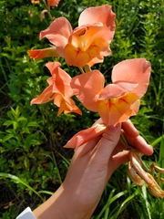 Gladiolus × hortulanus