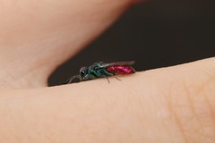 Chrysis ignita