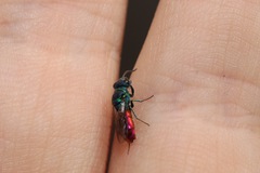 Chrysis ignita