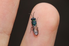 Chrysis ignita